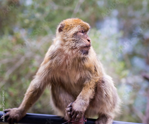 The Barbary macaque population in Gibraltar is the only wild monkey population in the European continent. Some three hundred animals in five troops occupy the area of the Upper Rock of Gibraltar.