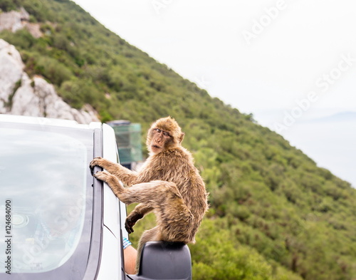 The Barbary macaque population in Gibraltar is the only wild monkey population in the European continent. Some three hundred animals in five troops occupy the area of the Upper Rock of Gibraltar.