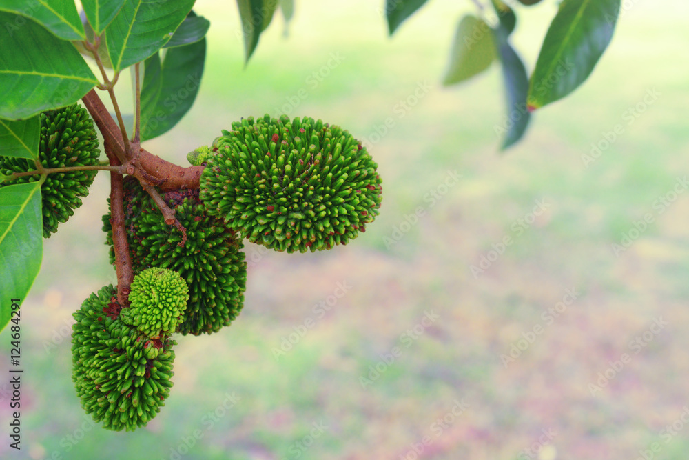 green tropical pulasan or wild rambutan fruit on the tree. (Nephelium mutabile Blume) green tropical pulasan or wild rambutan fruit on the tree. (Nephelium mutabile Blume)