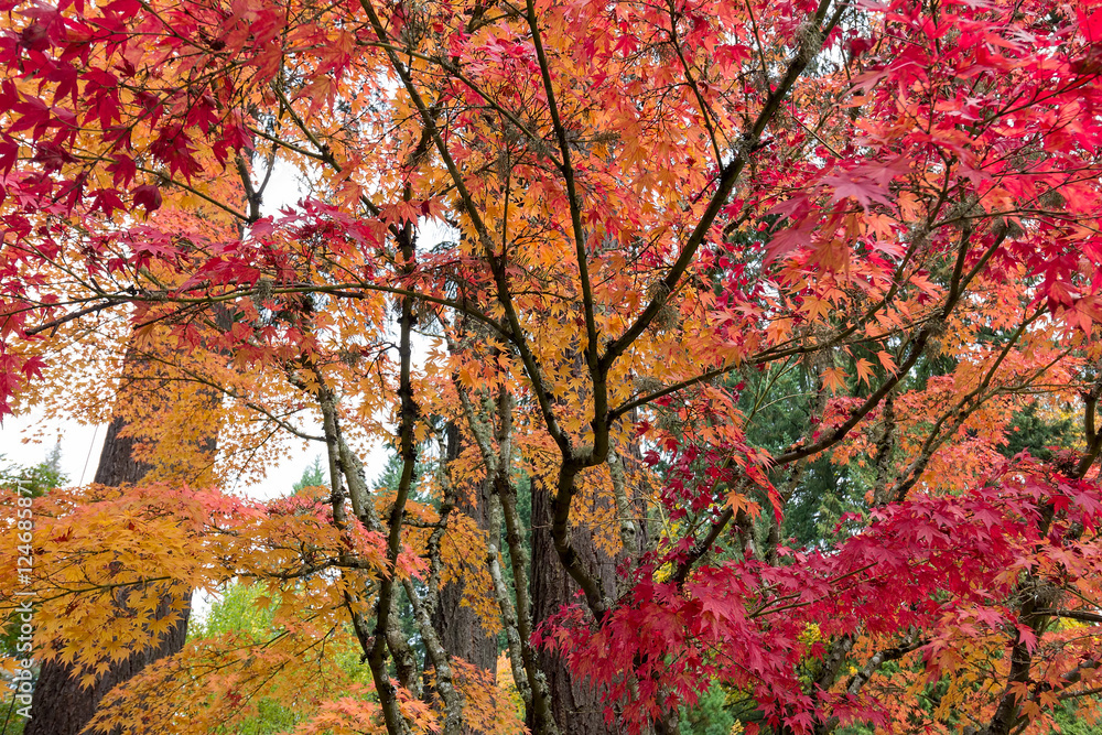 Japanese Maple Trees in Autumn Season Japanese Maple Trees in Autumn Season
