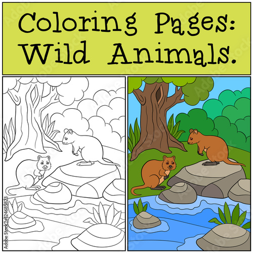 Coloring Pages  Wild Animals. Two quokkas in the forest.