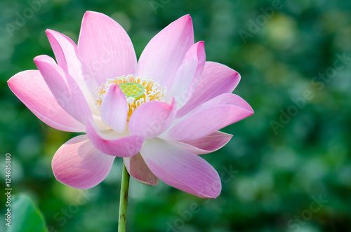 .White lotus bloom in the pond  beautiful mountain views.
