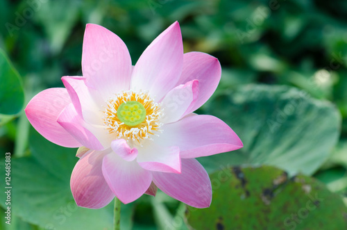 .White lotus bloom in the pond  beautiful mountain views.