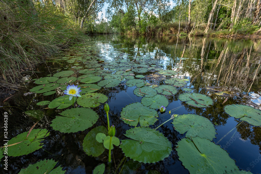 Lilly pads in flower in billabong in Kimberley river