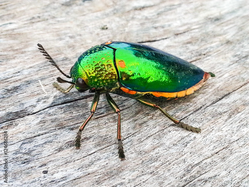 metallic wood-boring beetle on wooden background.