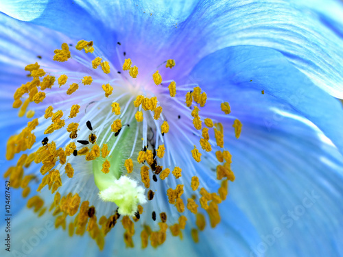 Canvastavla Floral Abstract I - Blue Himalayan Poppy