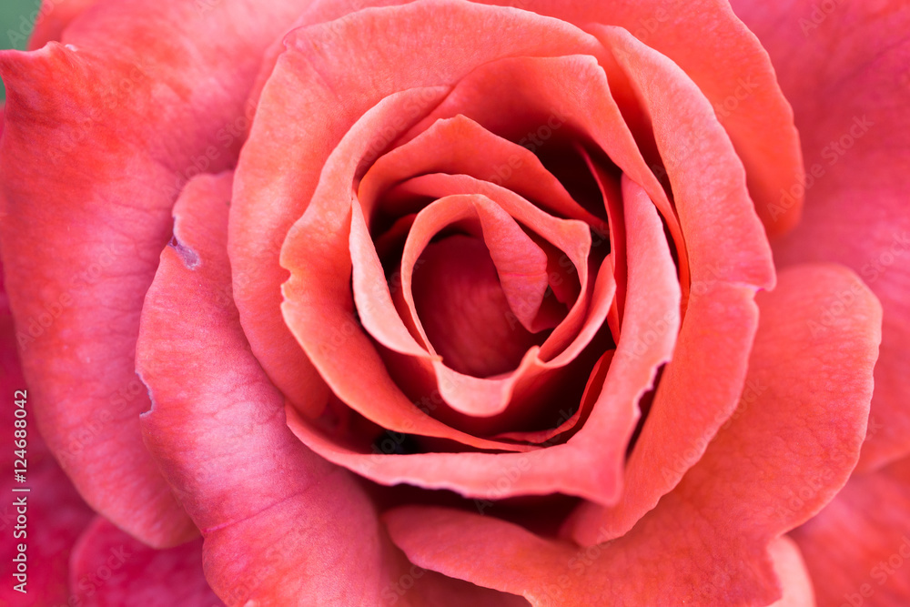 Fototapeta premium バラ ブラック・ティー