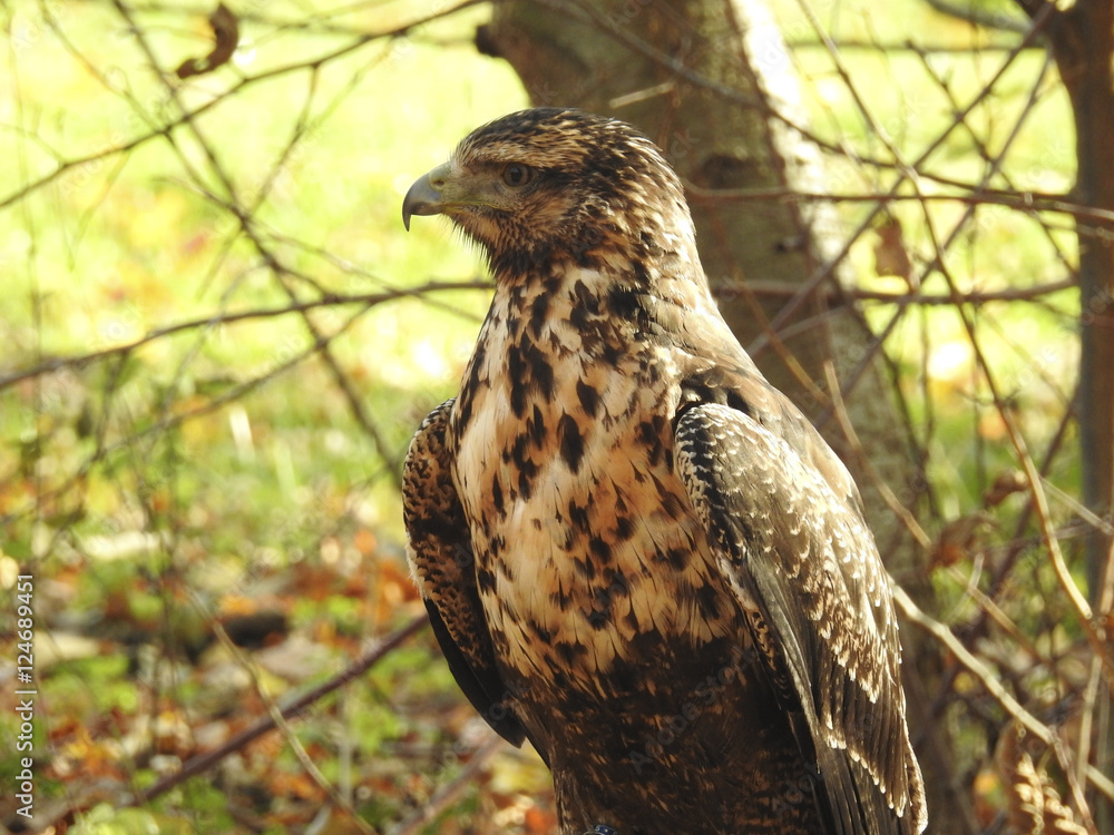 Obraz premium Greifvögel