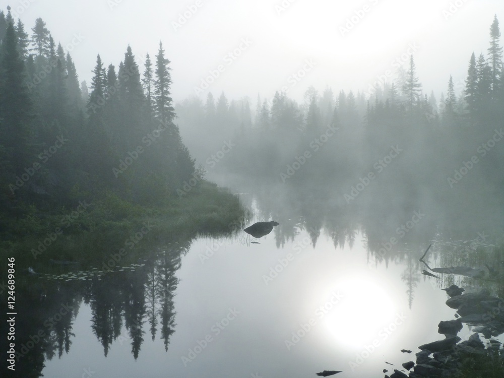 Forest fog on a creek with sun reflection on the lake - Foggy morning in  the Canadian nature Stock Photo | Adobe Stock