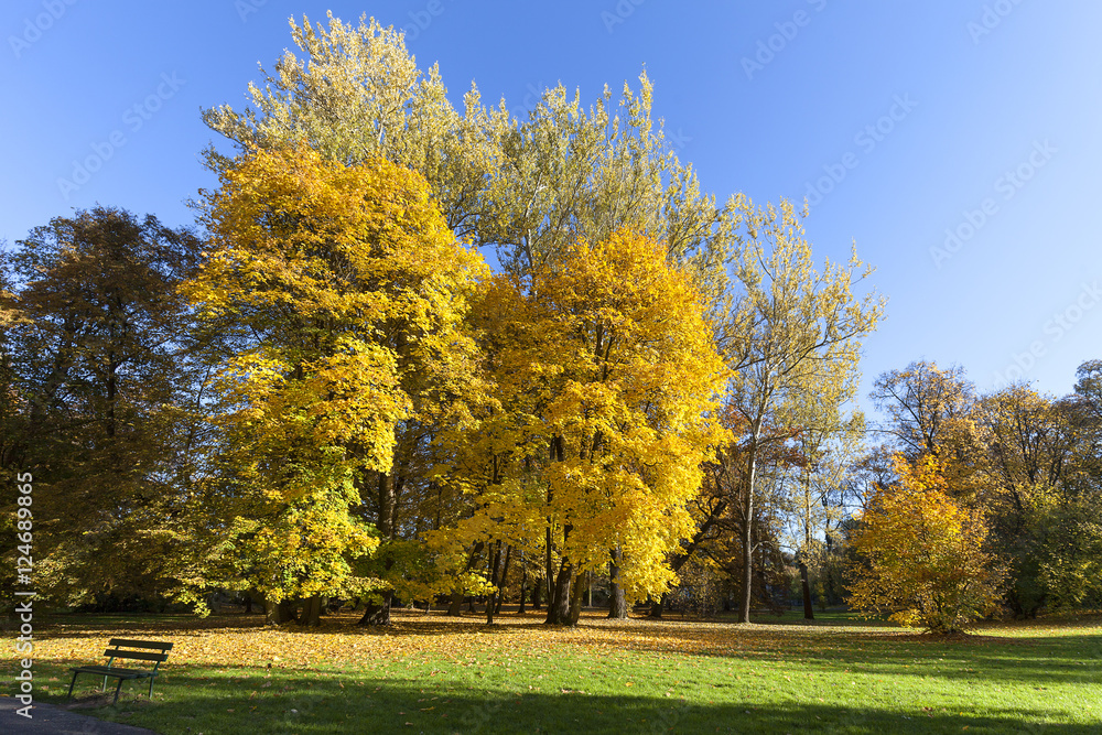 Autumn in the park, colorful trees