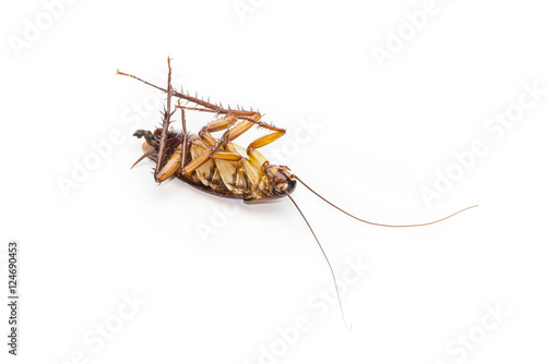 Dead cockroaches on white background. © Happypost