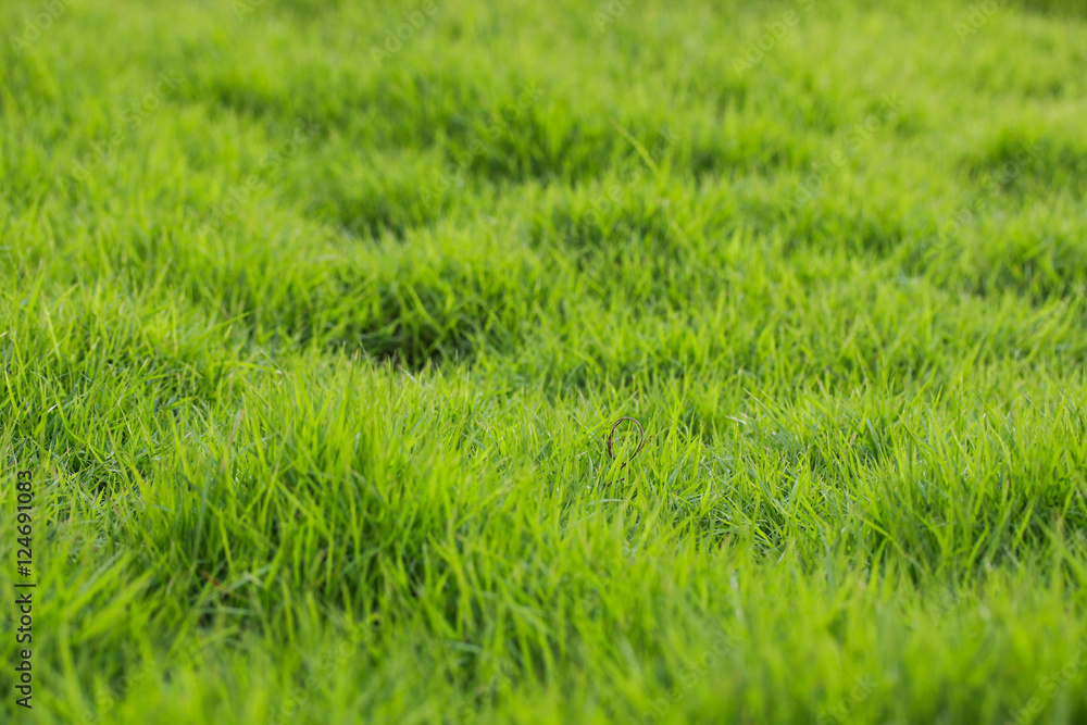 Obraz premium Trawa