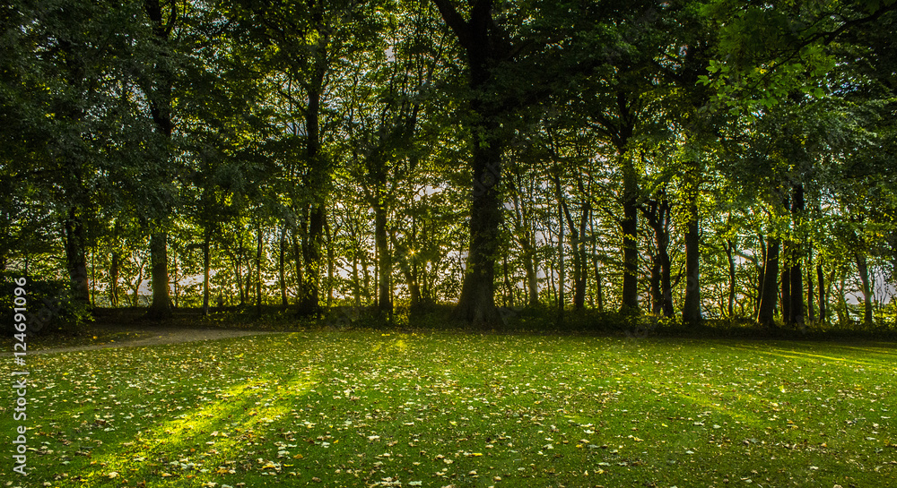 Fototapeta Fall in the forest. Shot in Denmark