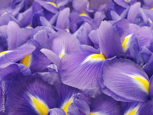 Fototapeta Naklejka Na Ścianę i Meble -  purple iris flowers. Garden flowers.  Closeup.  Nature. For designers, for background..