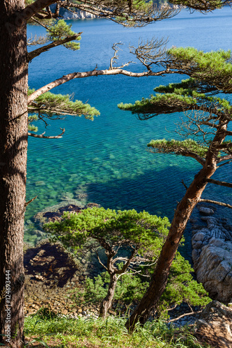 pines on a rocks at the sea in the morning light photo