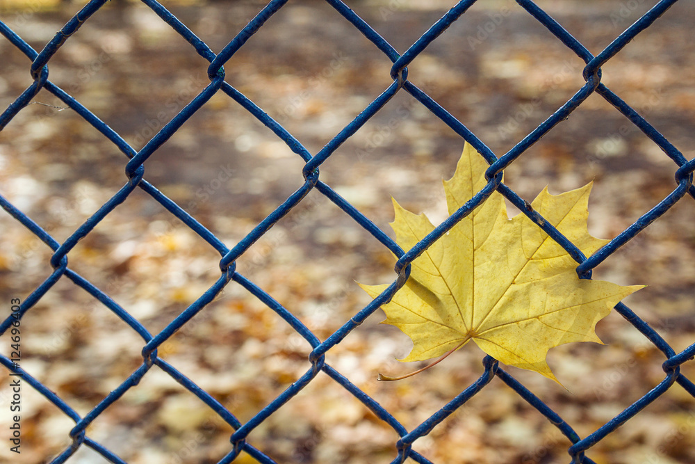 Yellow autumn maple leaf hanging on the fence Yellow autumn maple leaf hanging on the fence