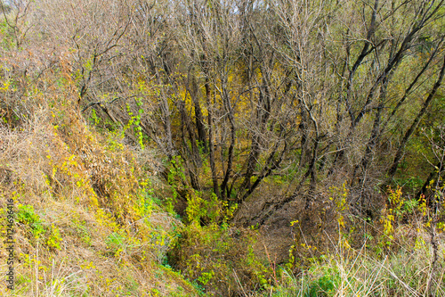 Deciduous forest on autumn