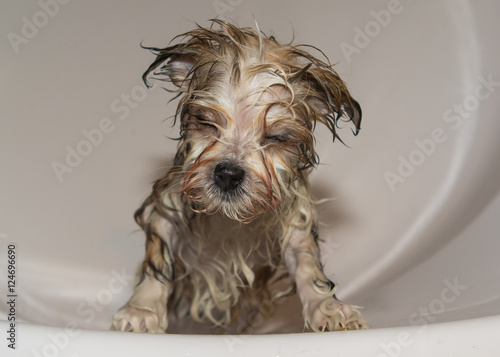 havanese dog puppy bathing