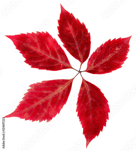 Autumn Siberian red maple pressed leaves