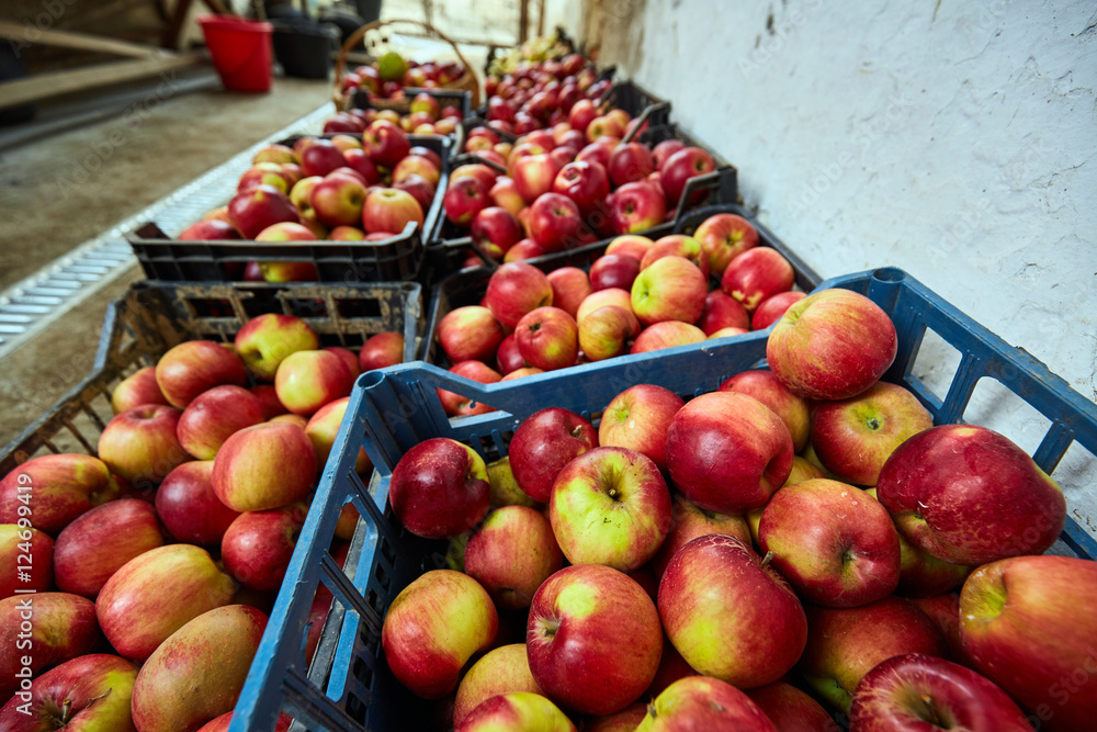 Homegrown apples in crates Homegrown apples in crates