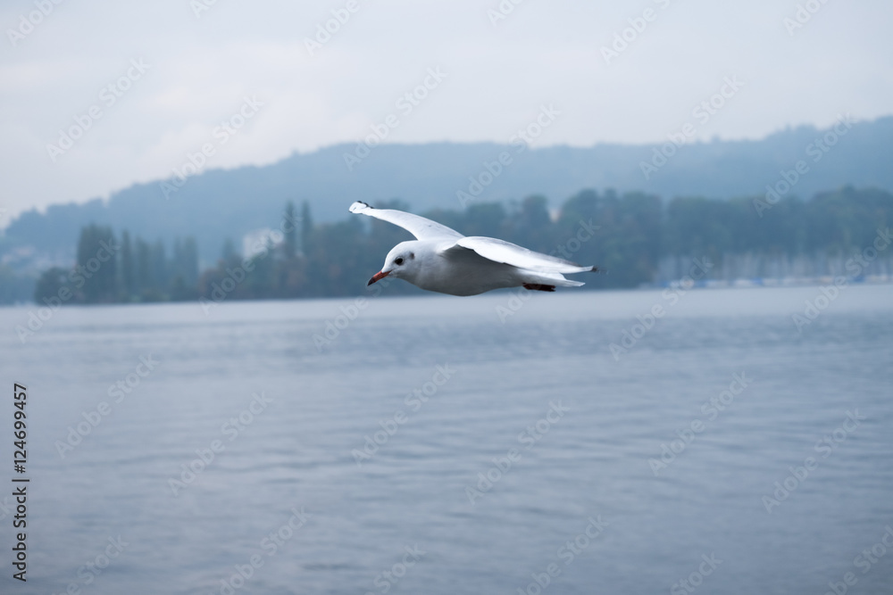 Fototapeta premium Seagull flying.