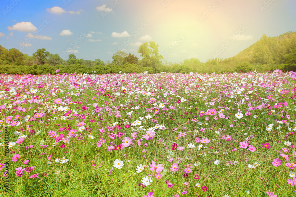 cosmos feild