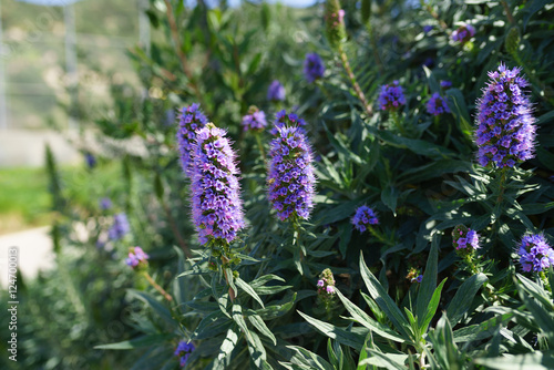 Echium candicans, pride of Madeira, purple flowers