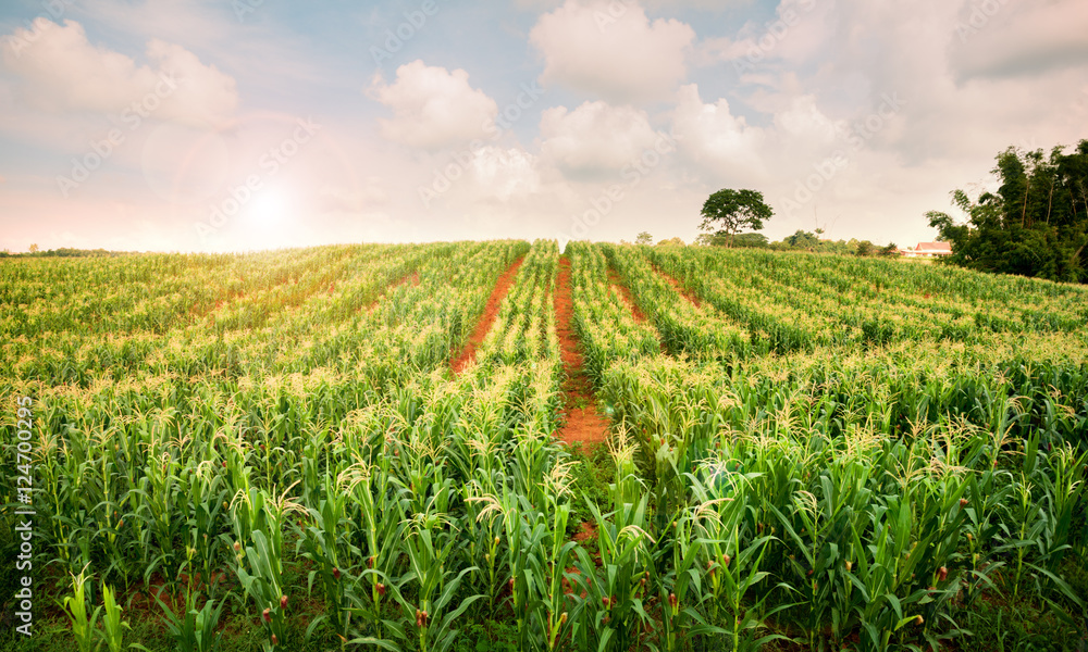 corn field ,lens flare effect Stock Photo Adobe Stock