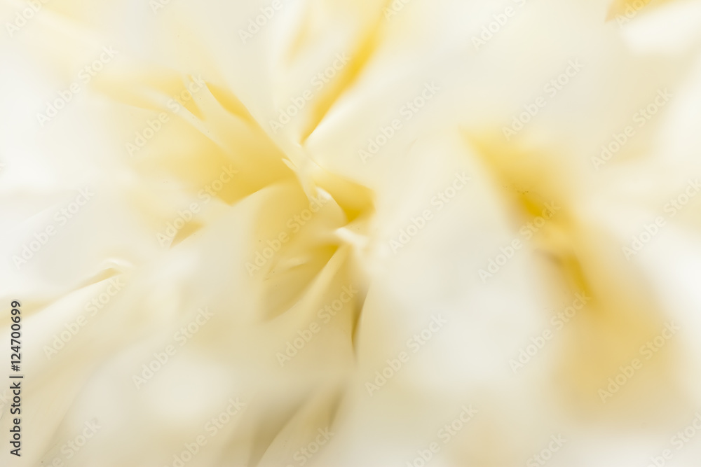 Fototapeta premium Piękne białe piwonie w ogrodzie