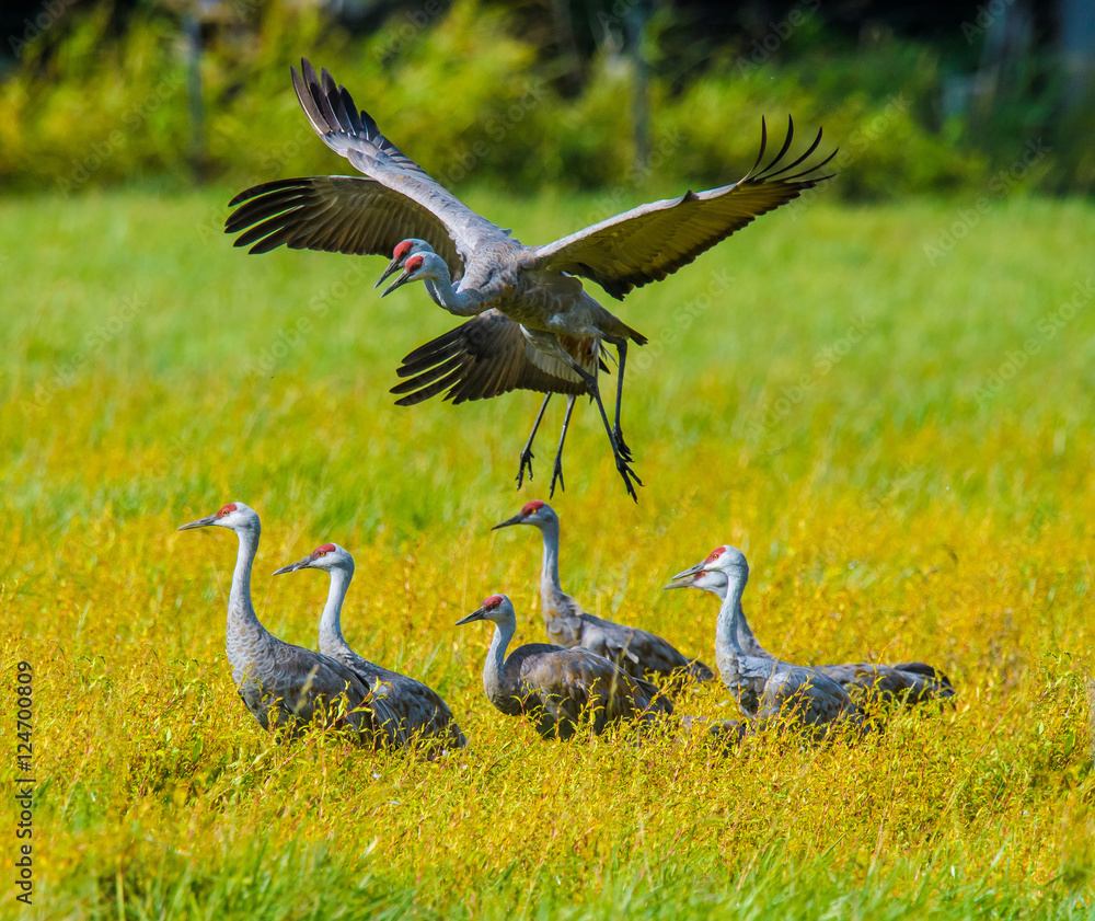 Fototapeta premium Sandhill Cranes dancing and frolicking in yellow flower fields