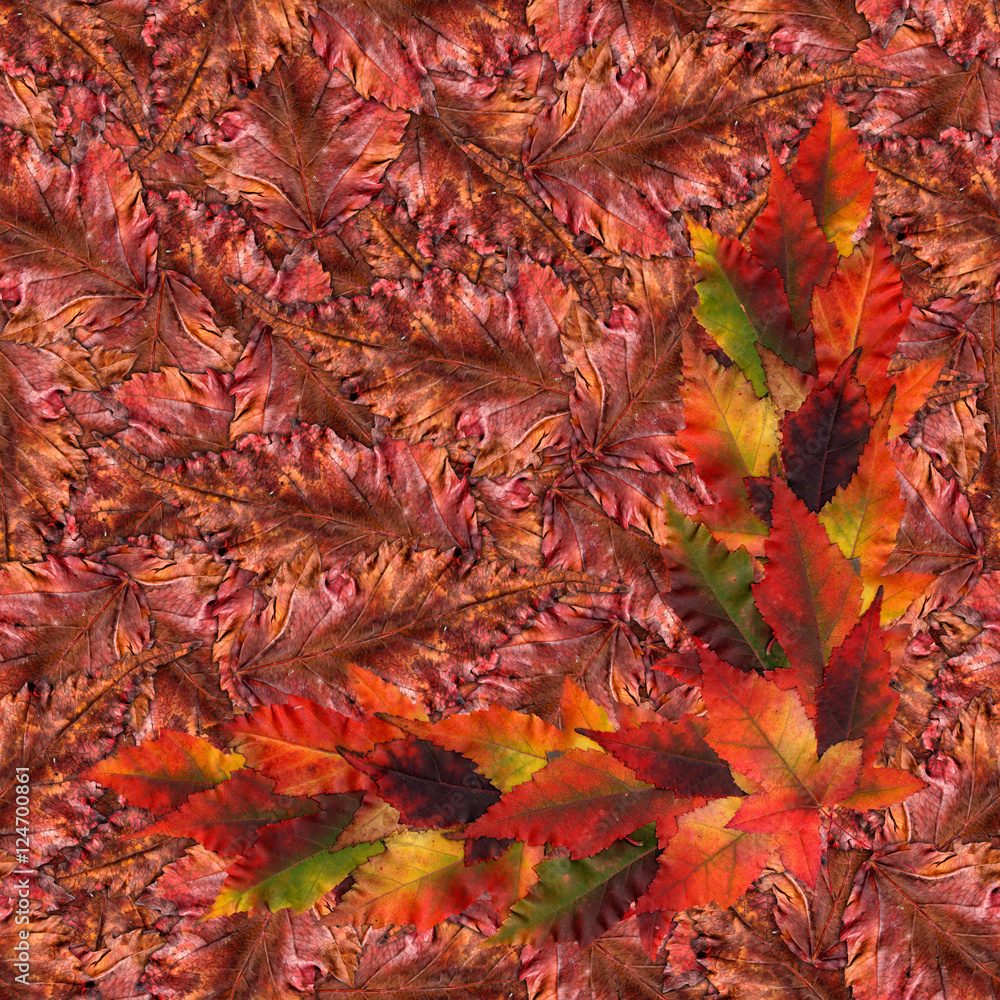 seamless background pattern texture made of maple leaves seamless background pattern texture made of maple leaves