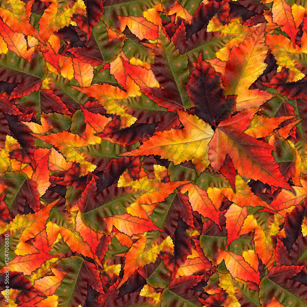 Fototapeta premium seamless background pattern texture made of maple leaves