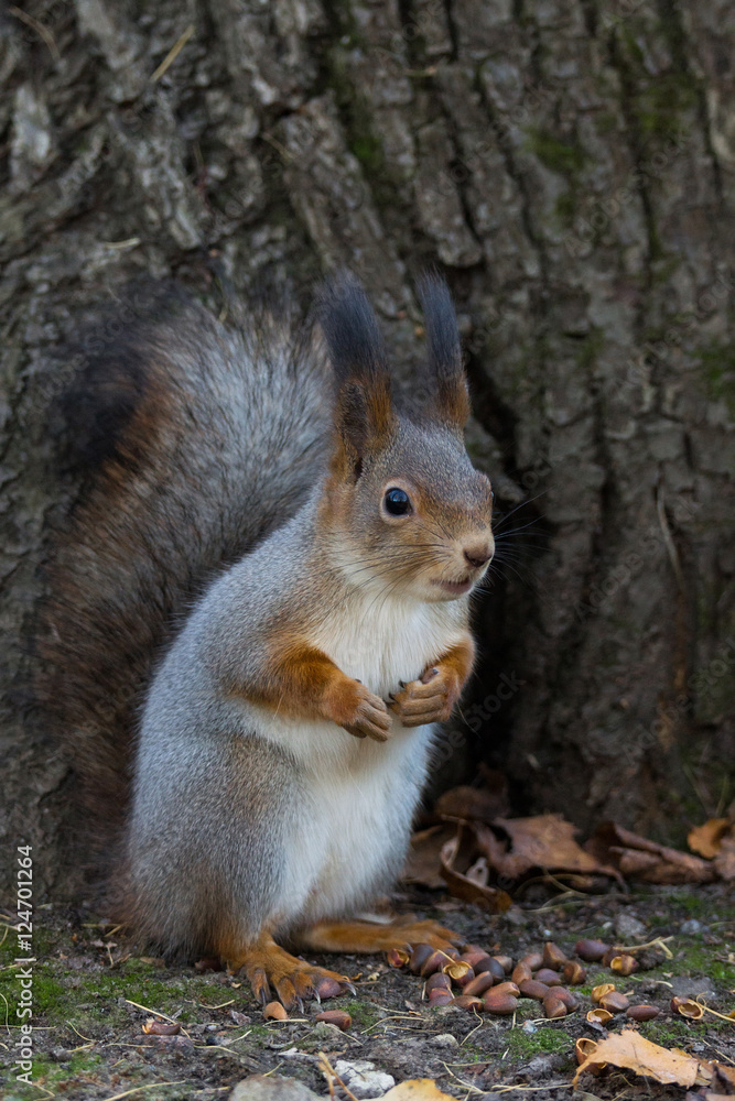 squirrel on a tree squirrel on a tree