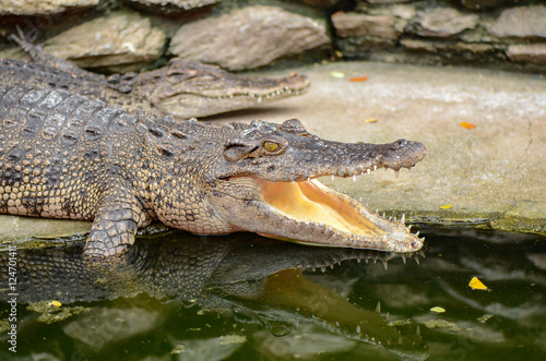 Freshwater crocodile, Siamese crocodile (Crocodylus siamensis).