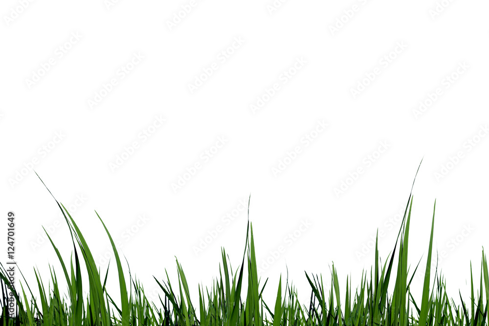 Fototapeta premium Fresh green grass isolated on white background