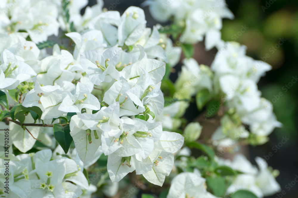 Bougainvillea flower. Bougainvillea flower.