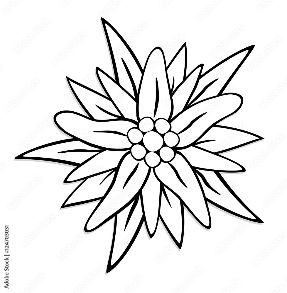 © PixlMakr - Alpen-Edelweiß, Edelweiß, Edelweiss