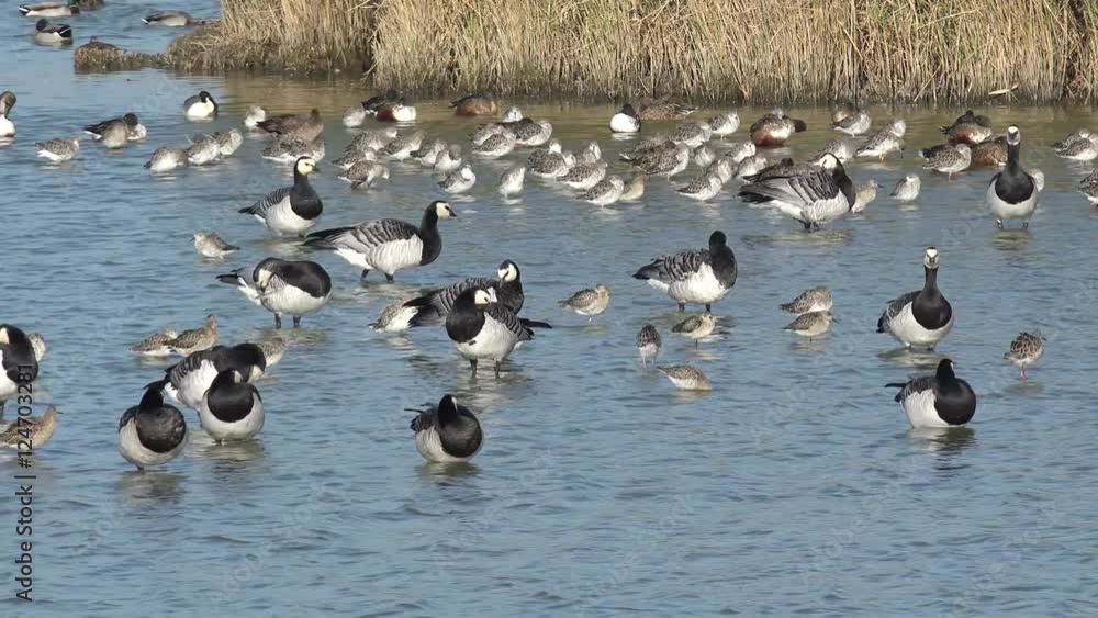 Barnacle goose and wading bird in the lake Barnacle goose and wading bird in the lake