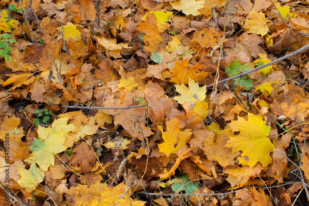 Background of fallen dry leaves Background of fallen dry leaves