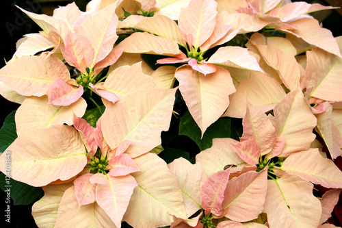 Poinsettia pink flower garden 
