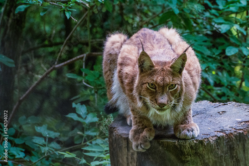A lynx sitting on a treestump