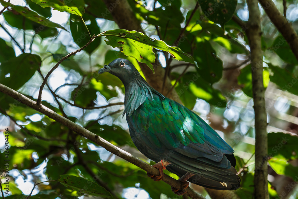 Bird,Nicobar pigeon, Nicobar dove Bird,Nicobar pigeon, Nicobar dove