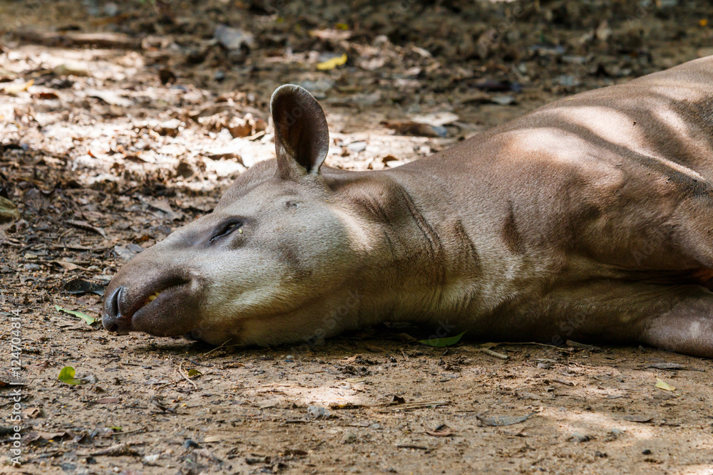 Fototapeta premium Tapir