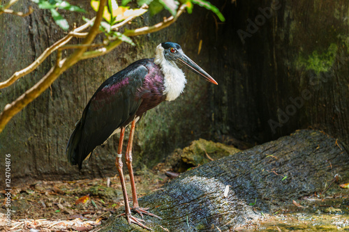 Bird,White-necked Stork(Woolly-necked Stork)