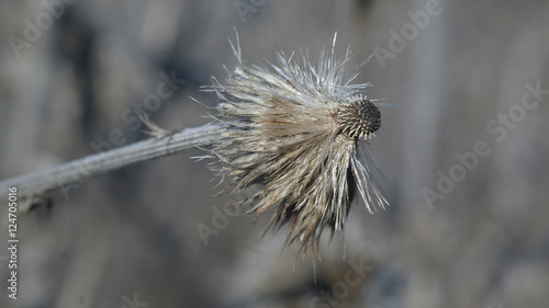 winter flower
