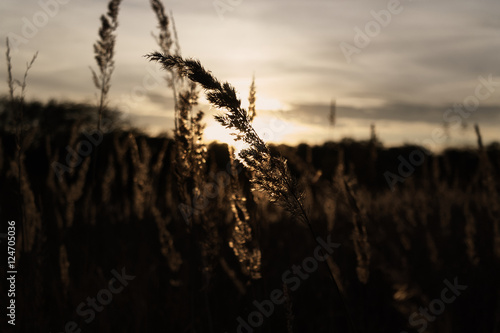 sunset on the swamp
