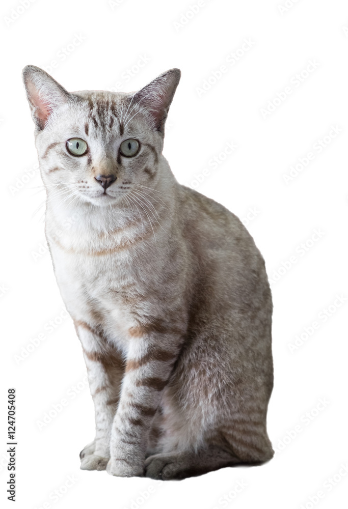 Grey white kitten male sit looking, isolated Grey white kitten male sit looking, isolated