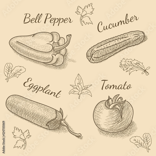 Set of vegetables with bell pepper, eggplant, cucumber, tomato and herbs for restaurant menu. Vintage sketch drawing. Vector EPS10 illustration.