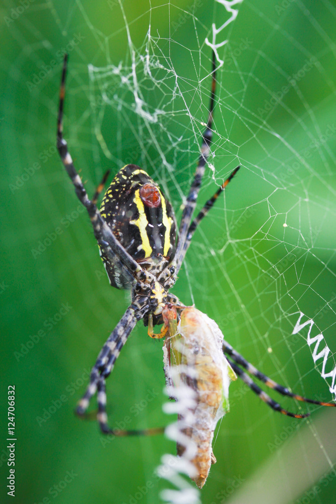 spider spider