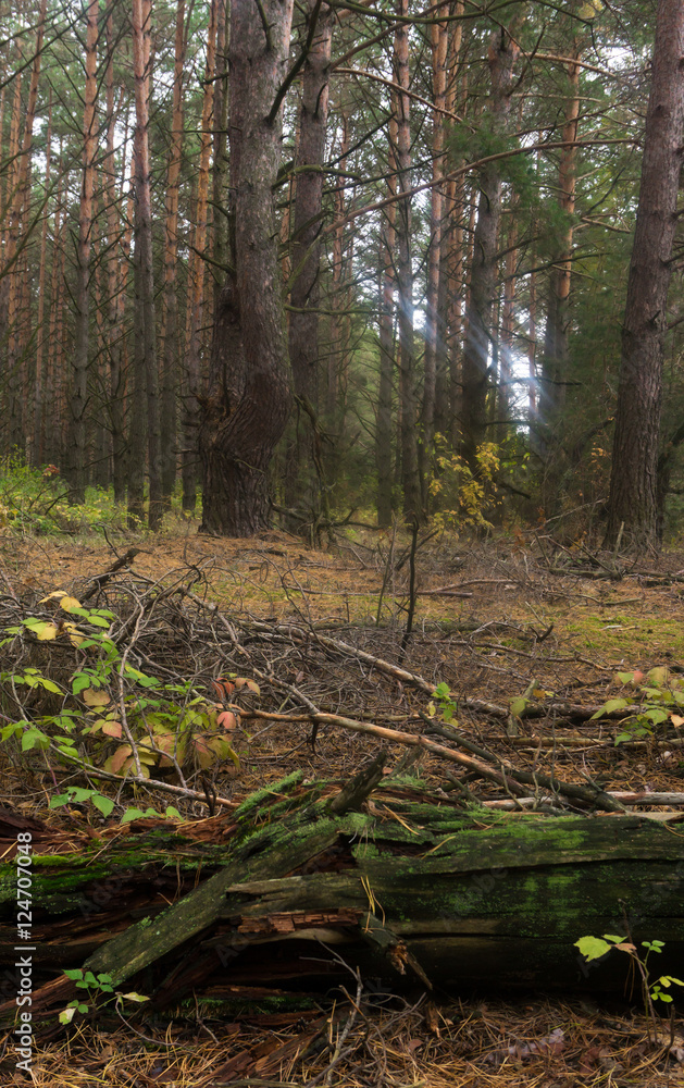 Dry fallen tree in autumn forest Dry fallen tree in autumn forest